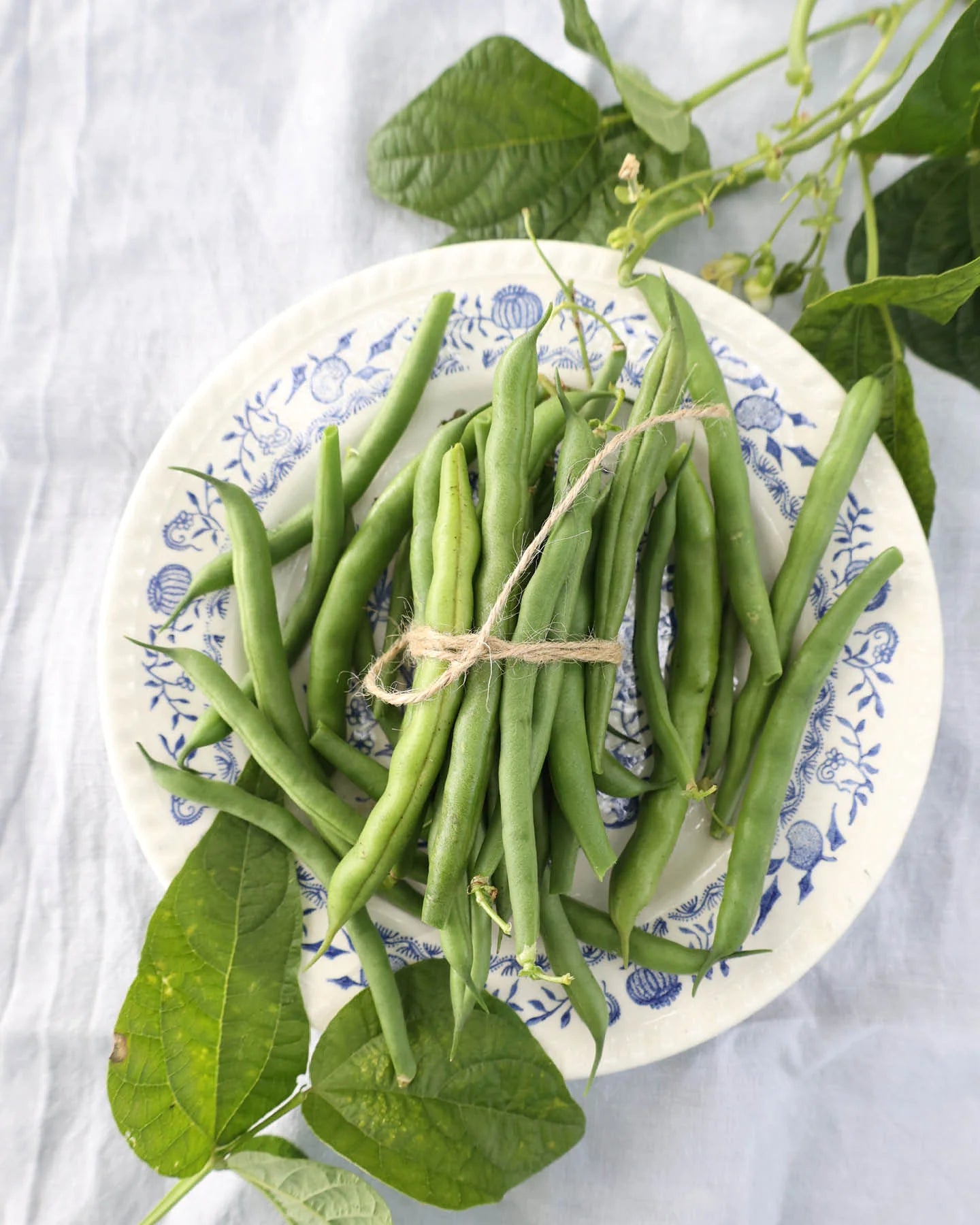 Green Stallard Bean Gemüsesamen für einfache Aussaat