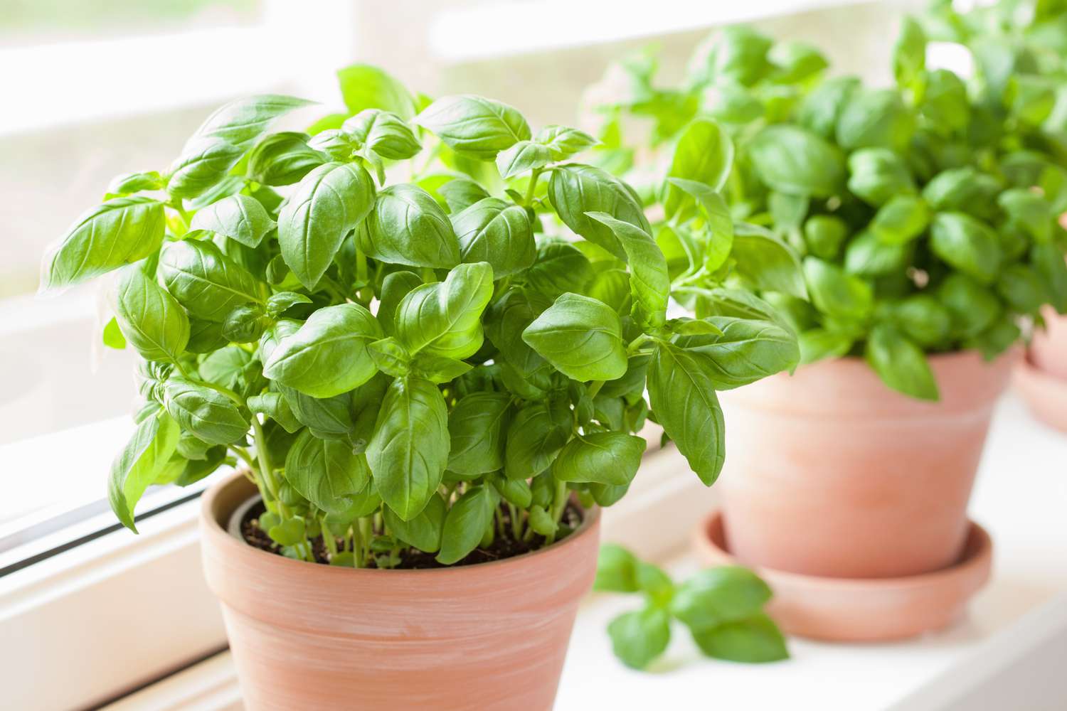 Bushy Basil Kraut Pflanze for kitchen Garten