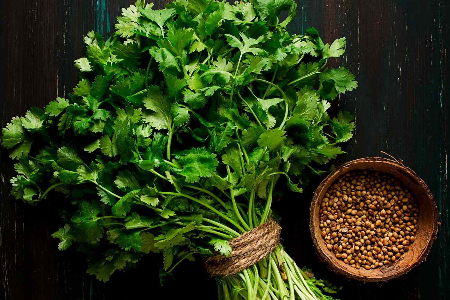 Bushy cilantro Kraut Pflanze for Zuhause Garten