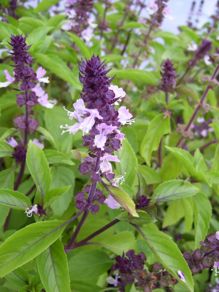 Bushy Cinnamon Basil Pflanze for Zuhause Kraut Garten