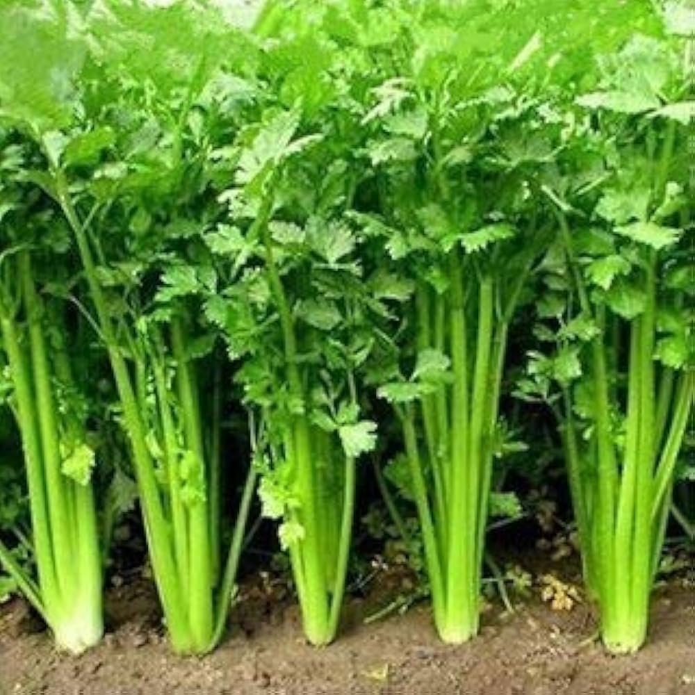 Bushy Coriander Kraut Pflanze for kitchen Garten