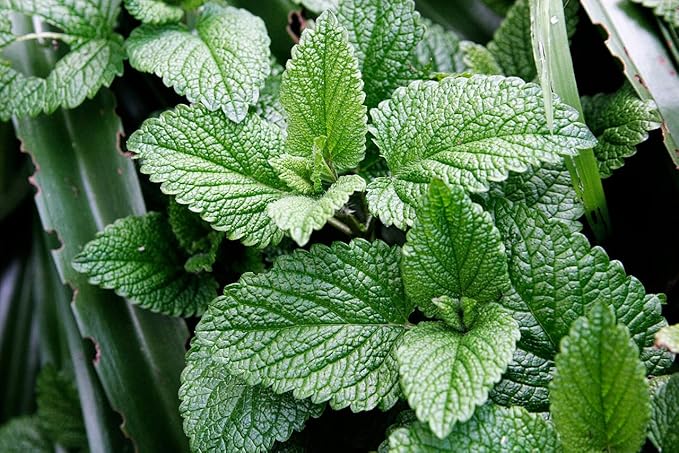 Bushy mint Kraut Pflanze Anbau outdoors