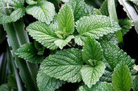 Bushy mint Kraut Pflanze Anbau outdoors