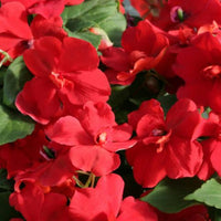 Busy lizzie blume samen for colorful garten displays
