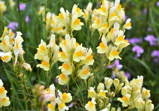 Butter and Eggs Toadflax Linaria vulgaris yellow wild snapdragon Blume Samen for Aussaat