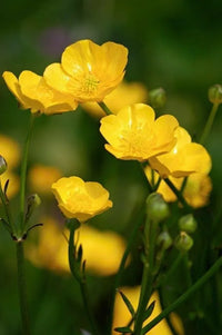 Gelb Bermuda Buttercup Blumensamen zur Aussaat – robust Sorte – Traditionssorte & ohne Gentechnik Samen Hausgarten