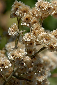 Butterfly feeding on Sweet Everlasting Blumen