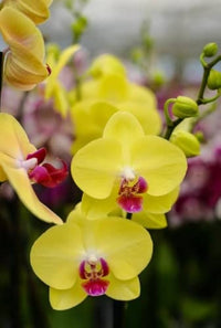 Non-gmo butterfly orchid blume samen for indoor planters