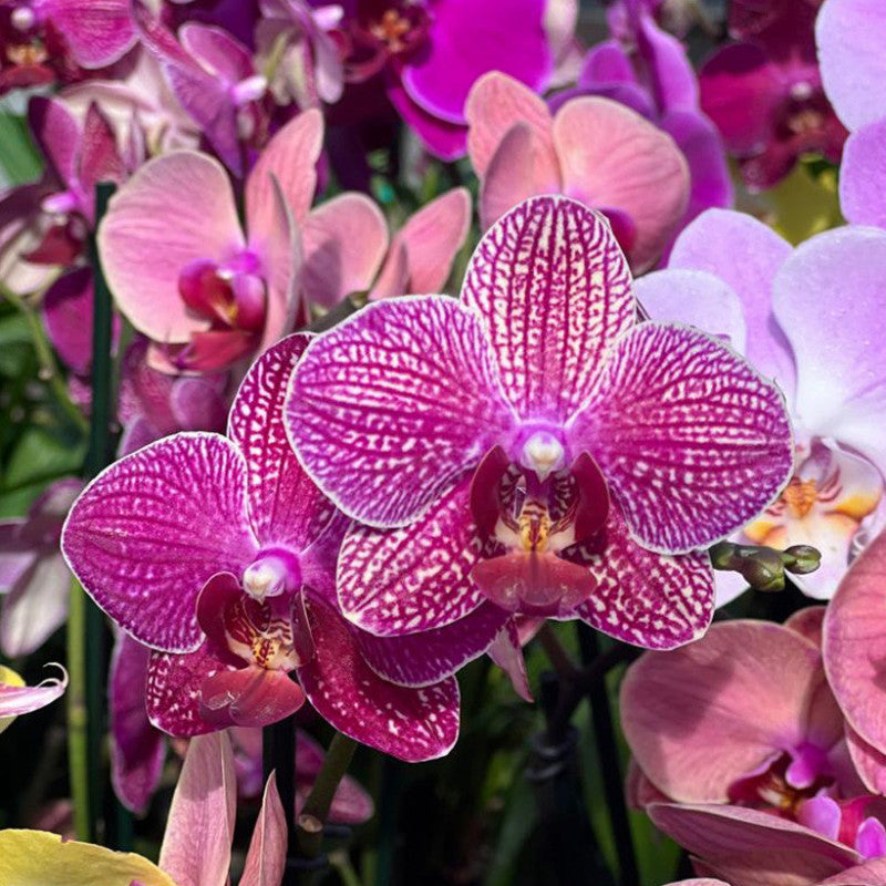 Schmetterling Orchids Blumensamen zur Aussaat – robust Sorte – Traditionssorte & ohne Gentechnik Samen Hausgarten