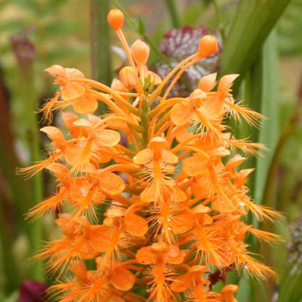 Butterfly orchid pflanze samen for töpfen and balconies