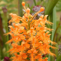 Butterfly orchid pflanze samen for töpfen and balconies
