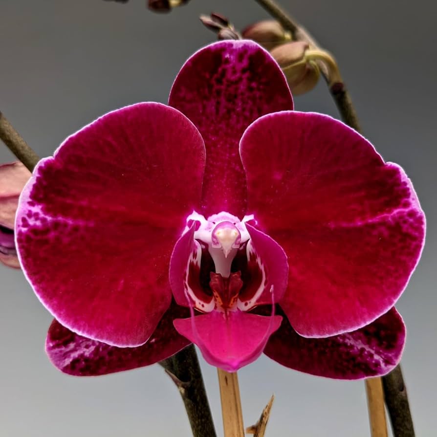 Maroon butterfly orchid samen for containers and garten beds
