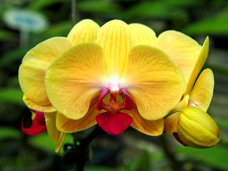 Butterfly orchid samen for anpflanzung