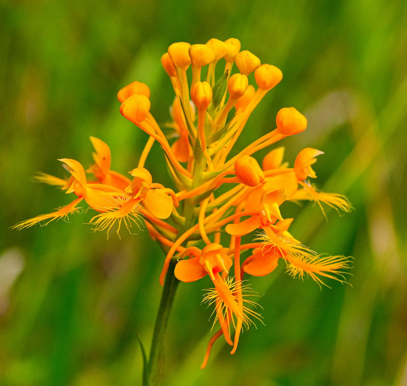 Butterfly orchid samen for bright orange garten anpflanzung