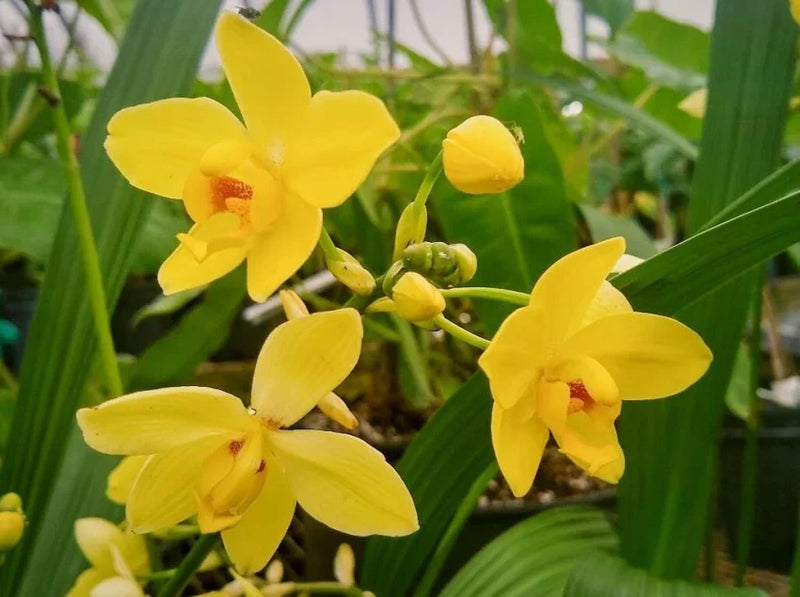 Butterfly orchid gelb blume samen for anpflanzung and indoor gardening