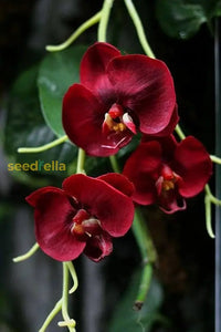 Butterfly orchids maroon blume samen for anpflanzung