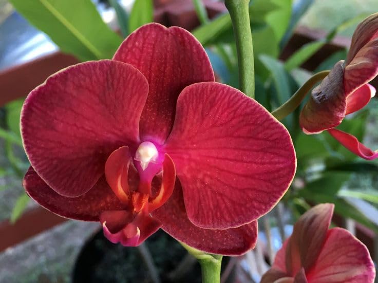 Butterfly maroon orchid samen for vibrant garten blooms