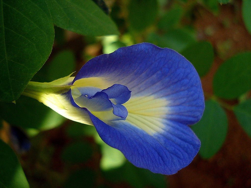 Shankam blume wachsend in töpfen