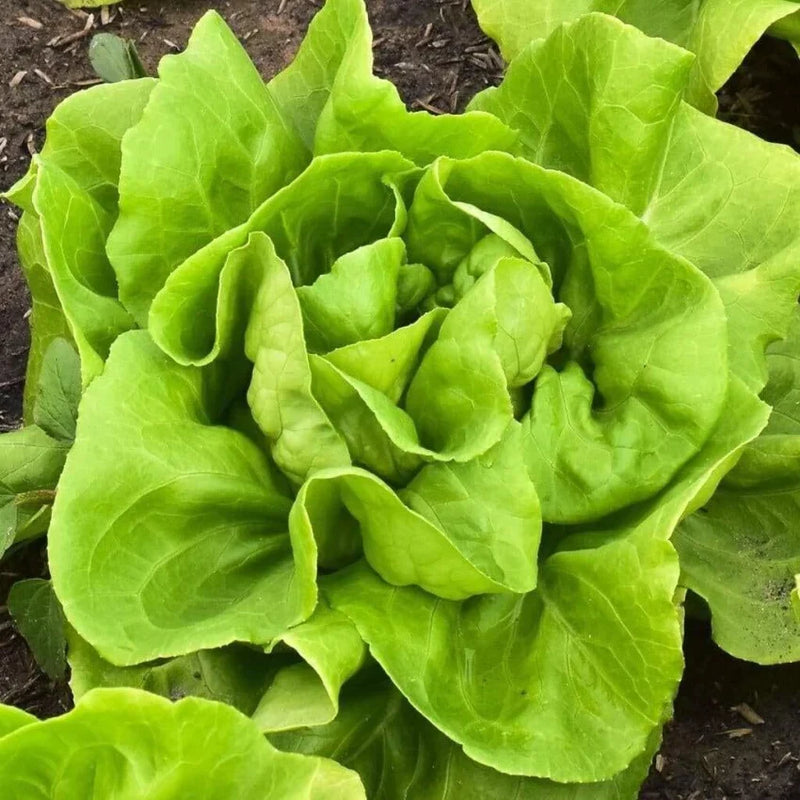 Butterhead lettuce samen ideal für home garten greens