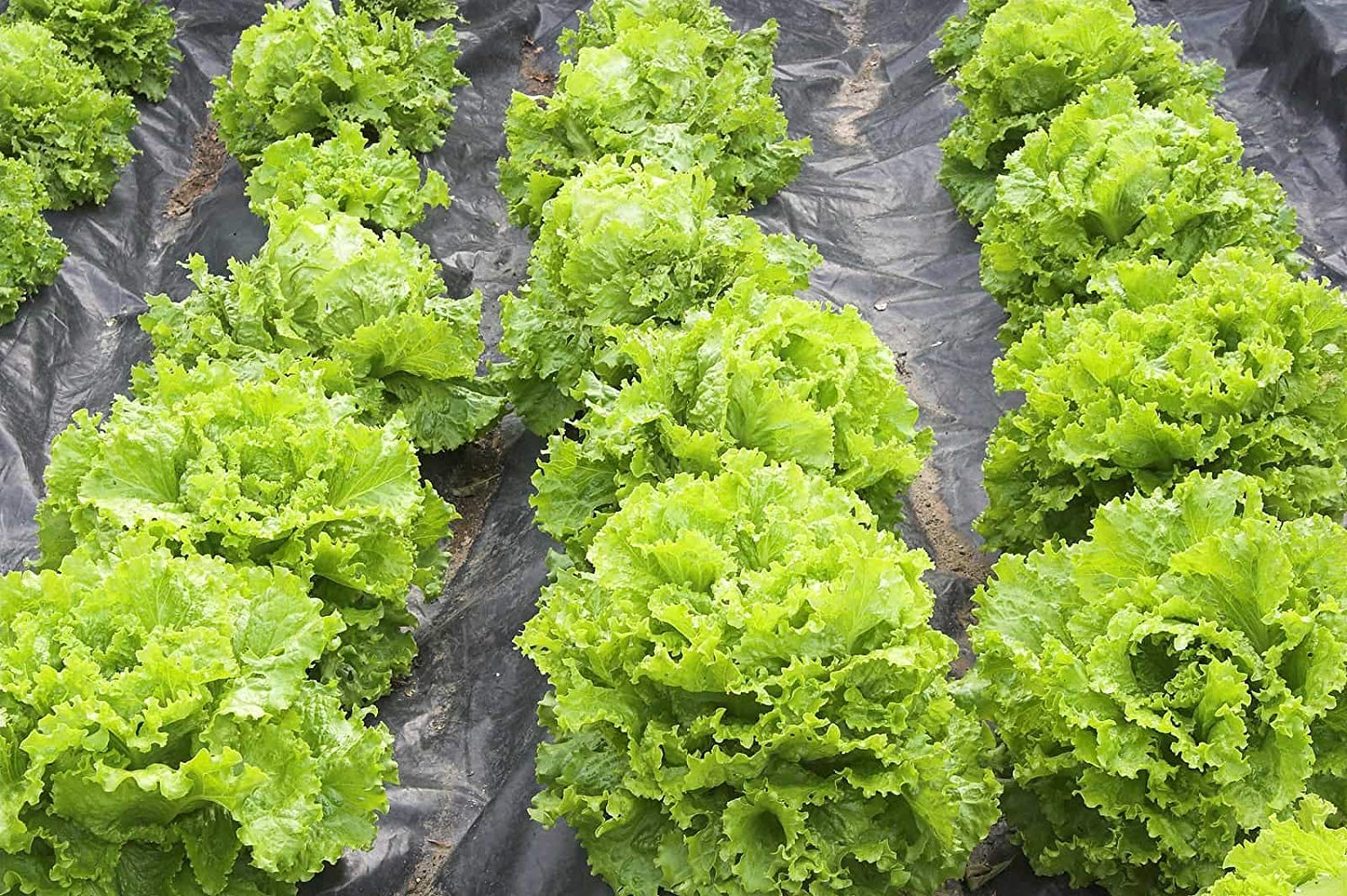 Butterhead lettuce samen für crisp greens home aussaat