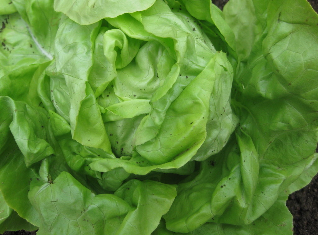 High germination butterhead lettuce samen für fresh greens