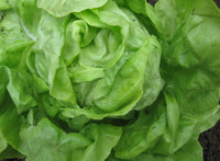 High germination butterhead lettuce samen für fresh greens