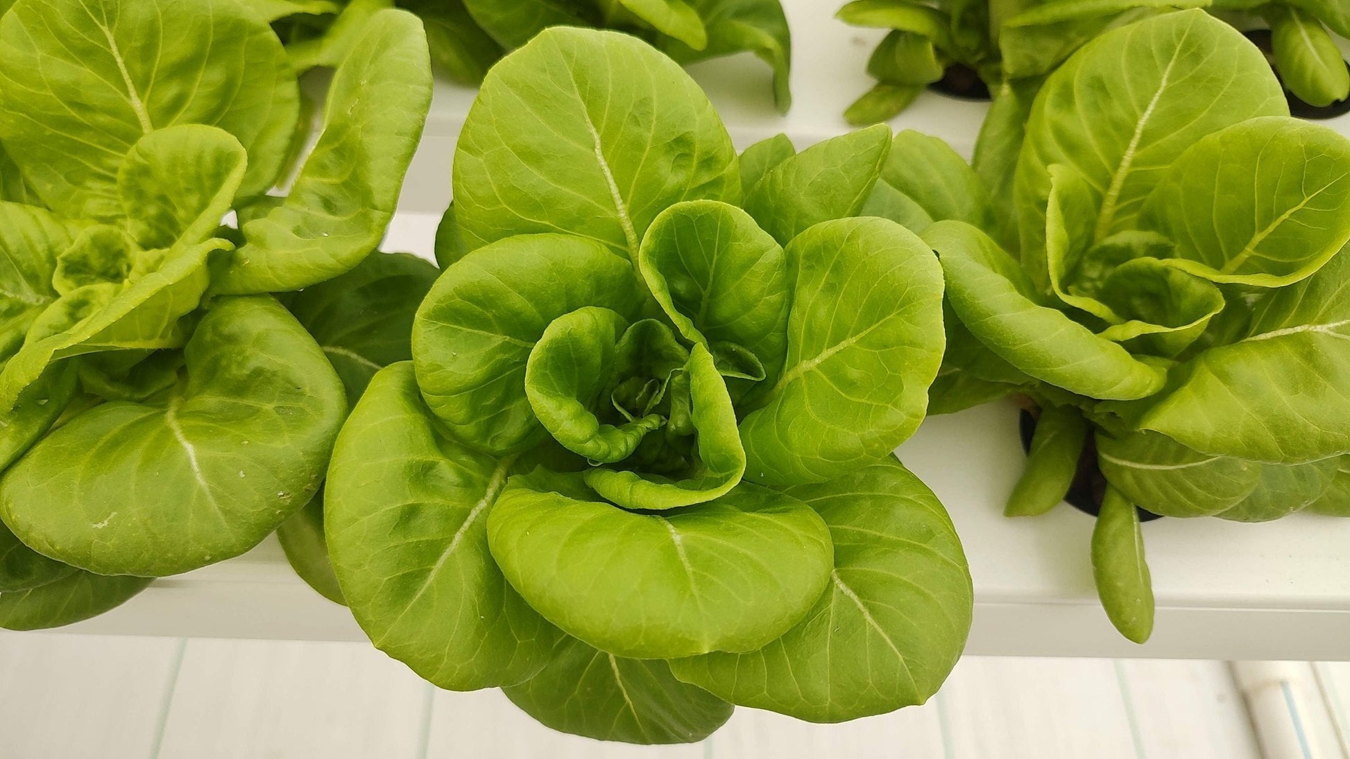Butterhead lettuce samen für crisp greens aussaat gemüse samen