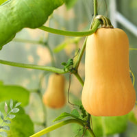Gelb Butternut Gemüsesamen Planting