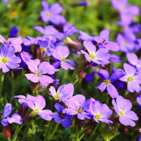 Buy violet aubrieta blume samen online