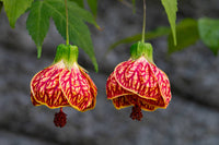 How to pflanze abutilon striatum blume samen