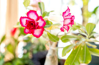 Buy adenium mixed samen online