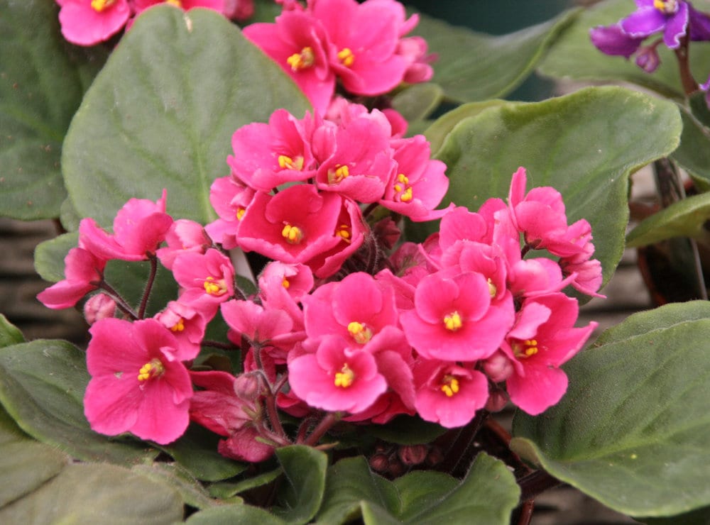 Buy light rosa african violet blume samen online