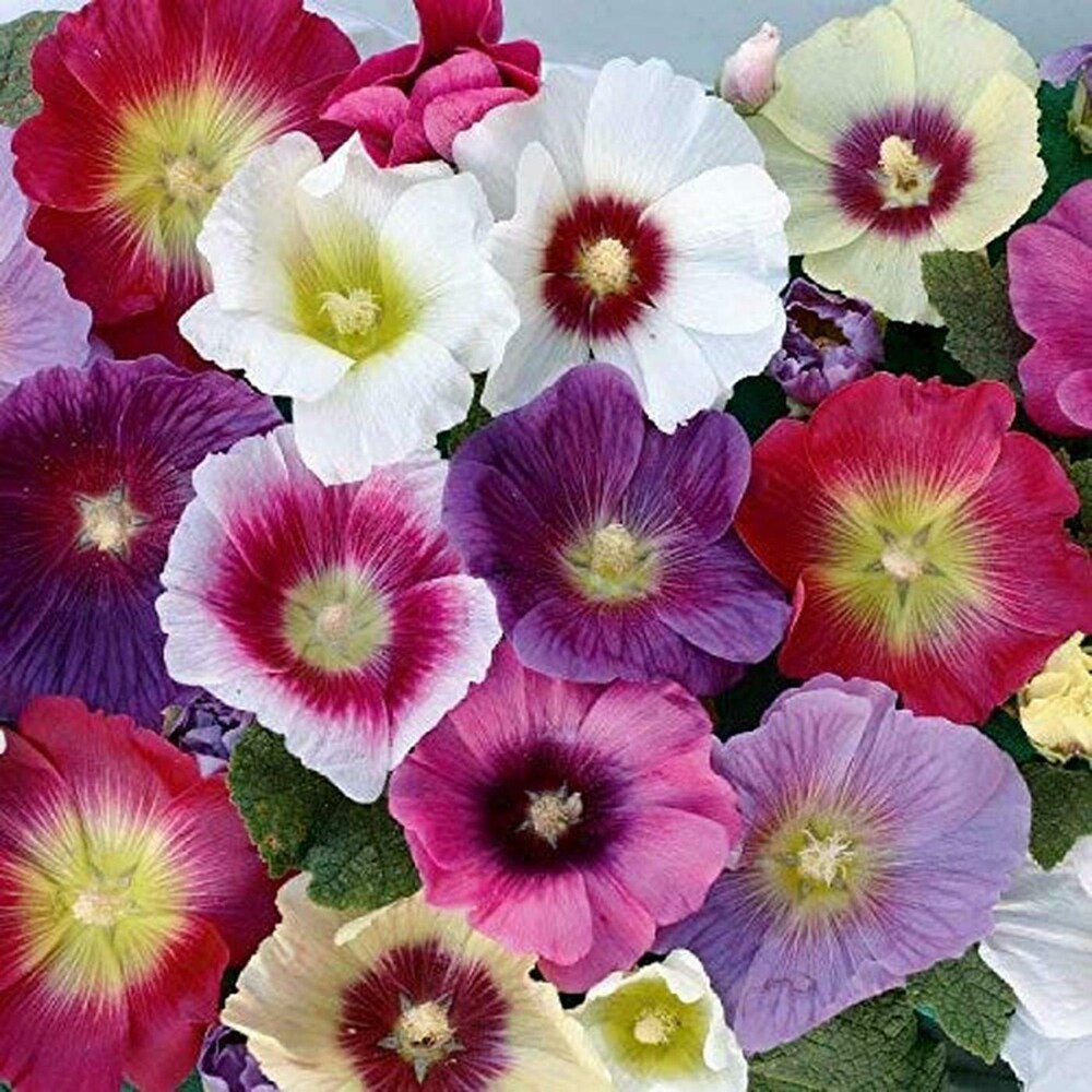 Buy althaea rosea mixed samen online