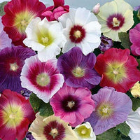 Buy althaea rosea mixed samen online