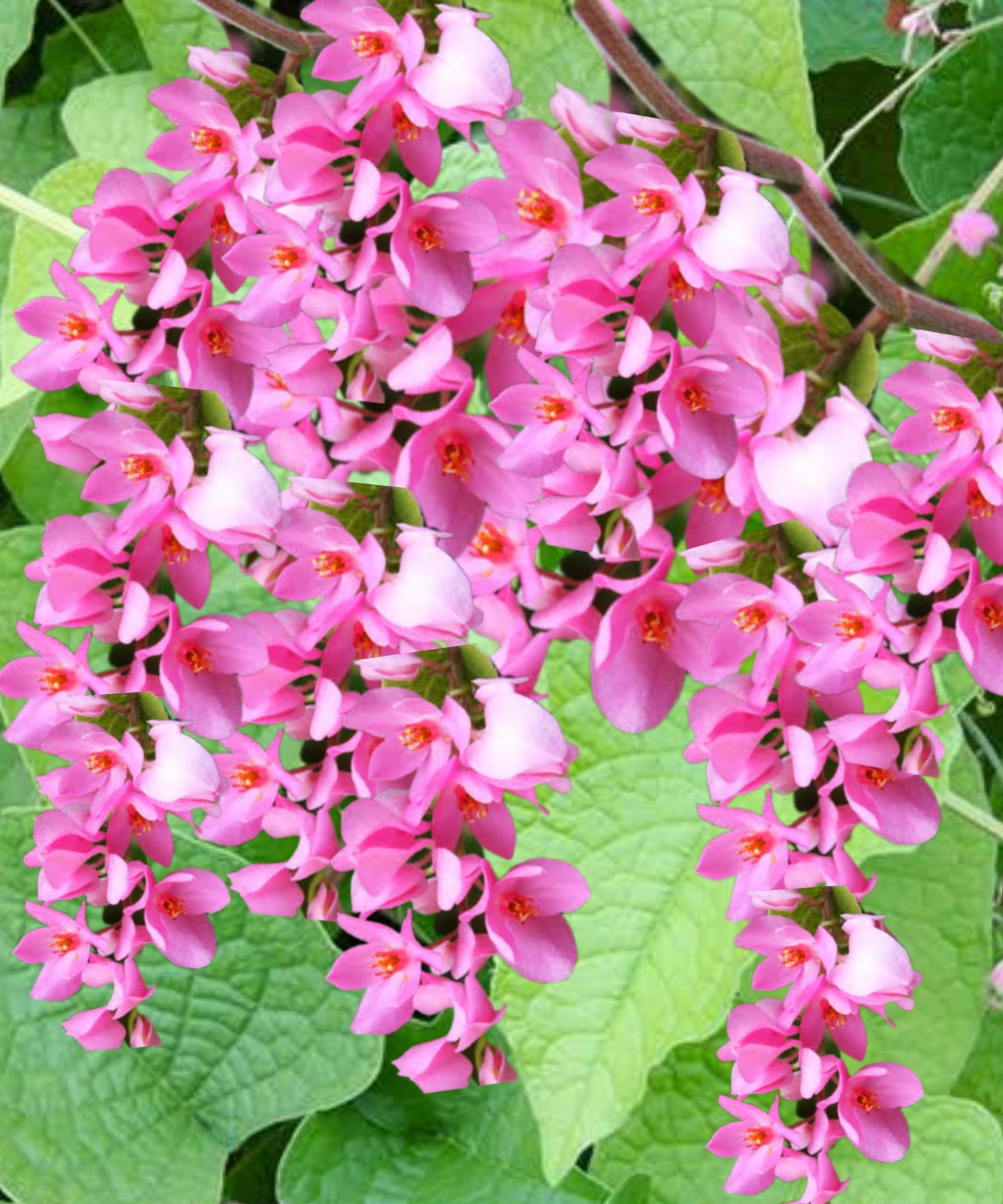 Buy antigonon blume samen online