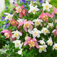 Buy aquilegia mixed blume samen online