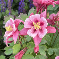 Buy dark rosa & weiß aquilegia samen online