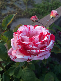 Buy asaka weiß rot rose samen online