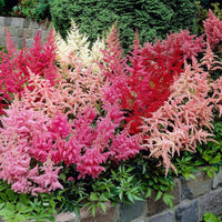 Buy astilbe blume samen online
