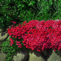 Buy aubrieta cultorum multi-colour blume samen online