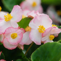 Buy light rosa begonia blume samen online