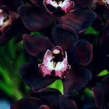 Buy schwarz orchid samen online for exotic gardens