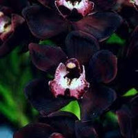 Buy schwarz orchid samen online for exotic gardens