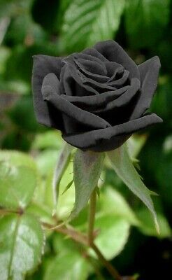 Buy schwarz rose blume samen online