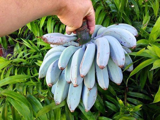 Buy blau banana fruit samen online