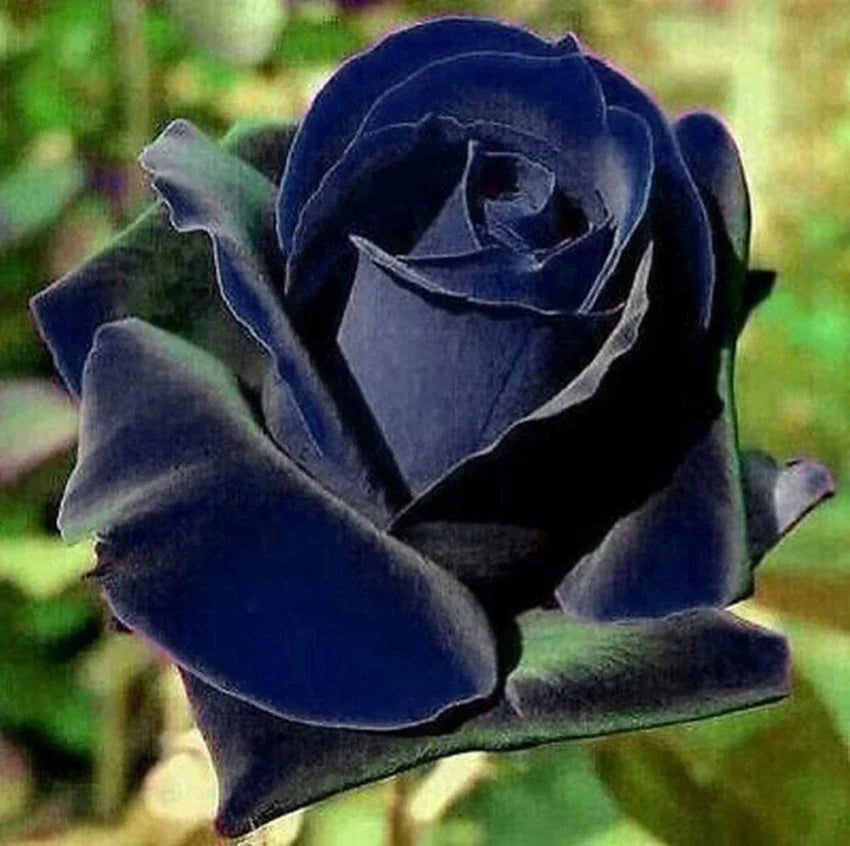 Buy blau schwarz rose blume samen online