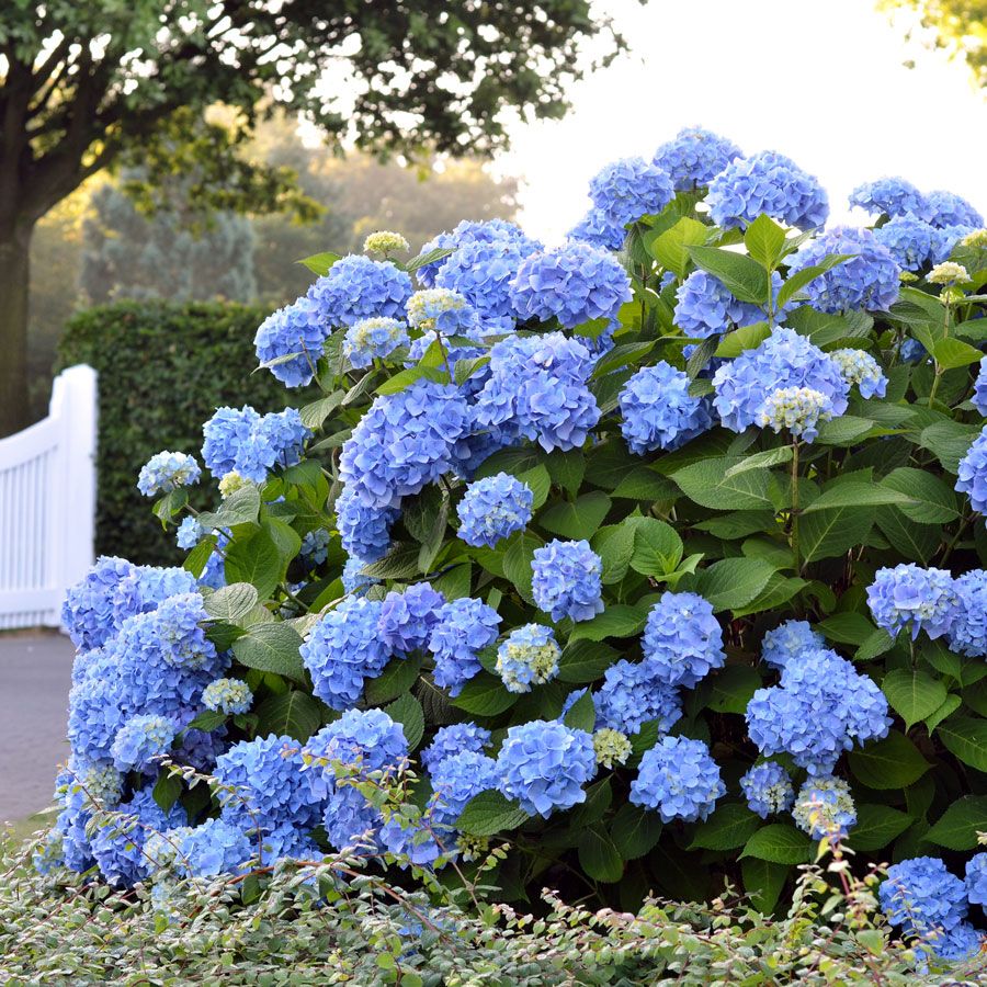 Buy blau hydrangea blume samen online