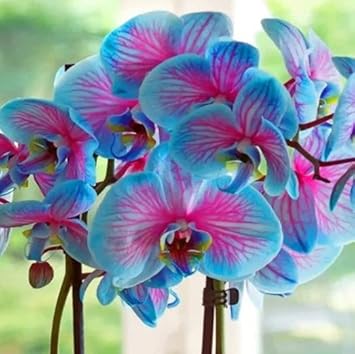 Buy blau rosa butterfly orchid samen online