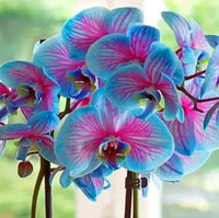 Buy blau rosa butterfly orchid samen online