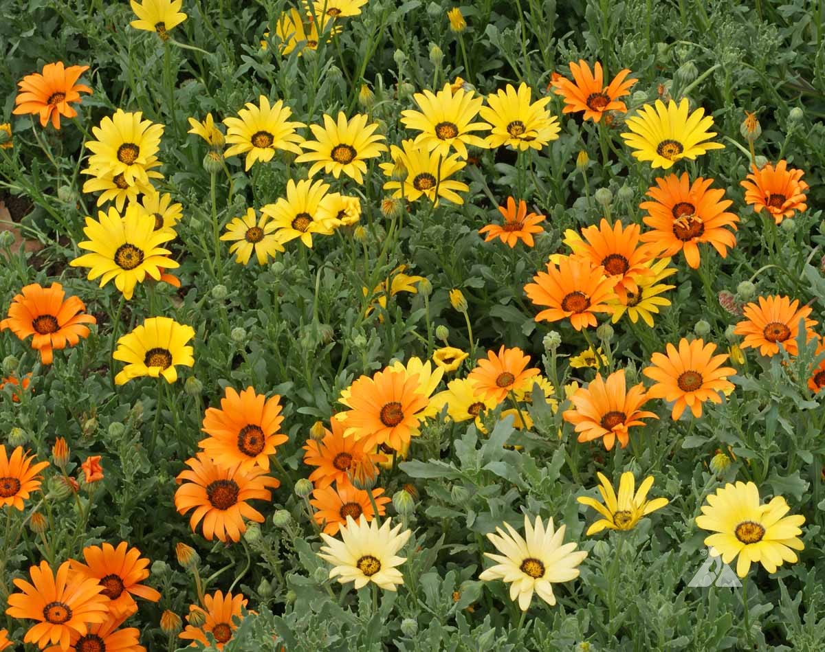 Buy gelb dimorphotheca sinuata blume samen online